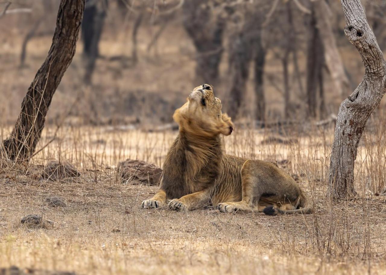 Gir Birding Lodge Sasan Gir Dış mekan fotoğraf