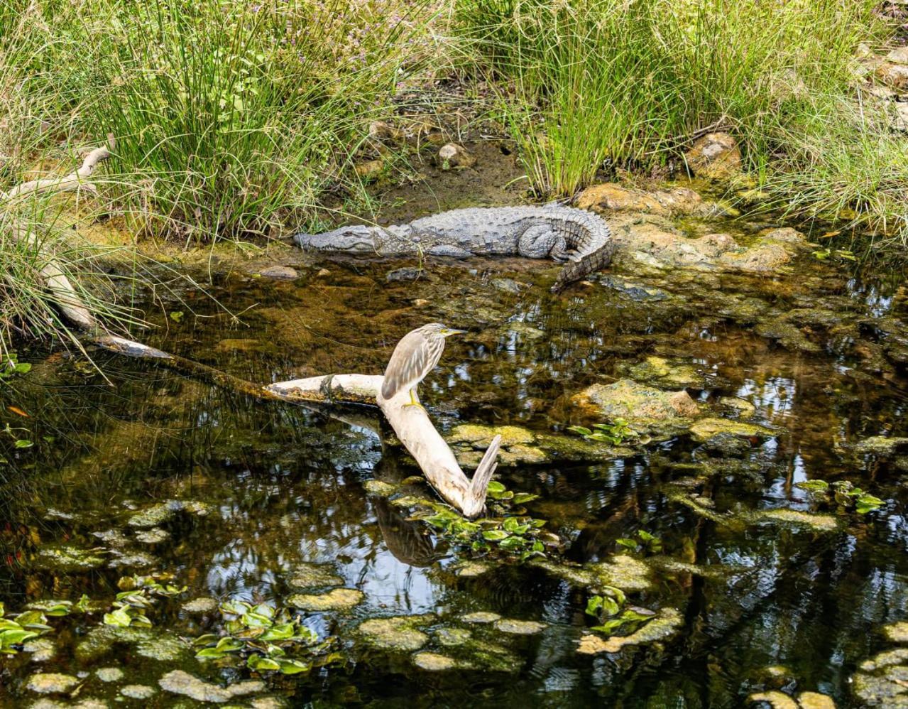Gir Birding Lodge Sasan Gir Dış mekan fotoğraf