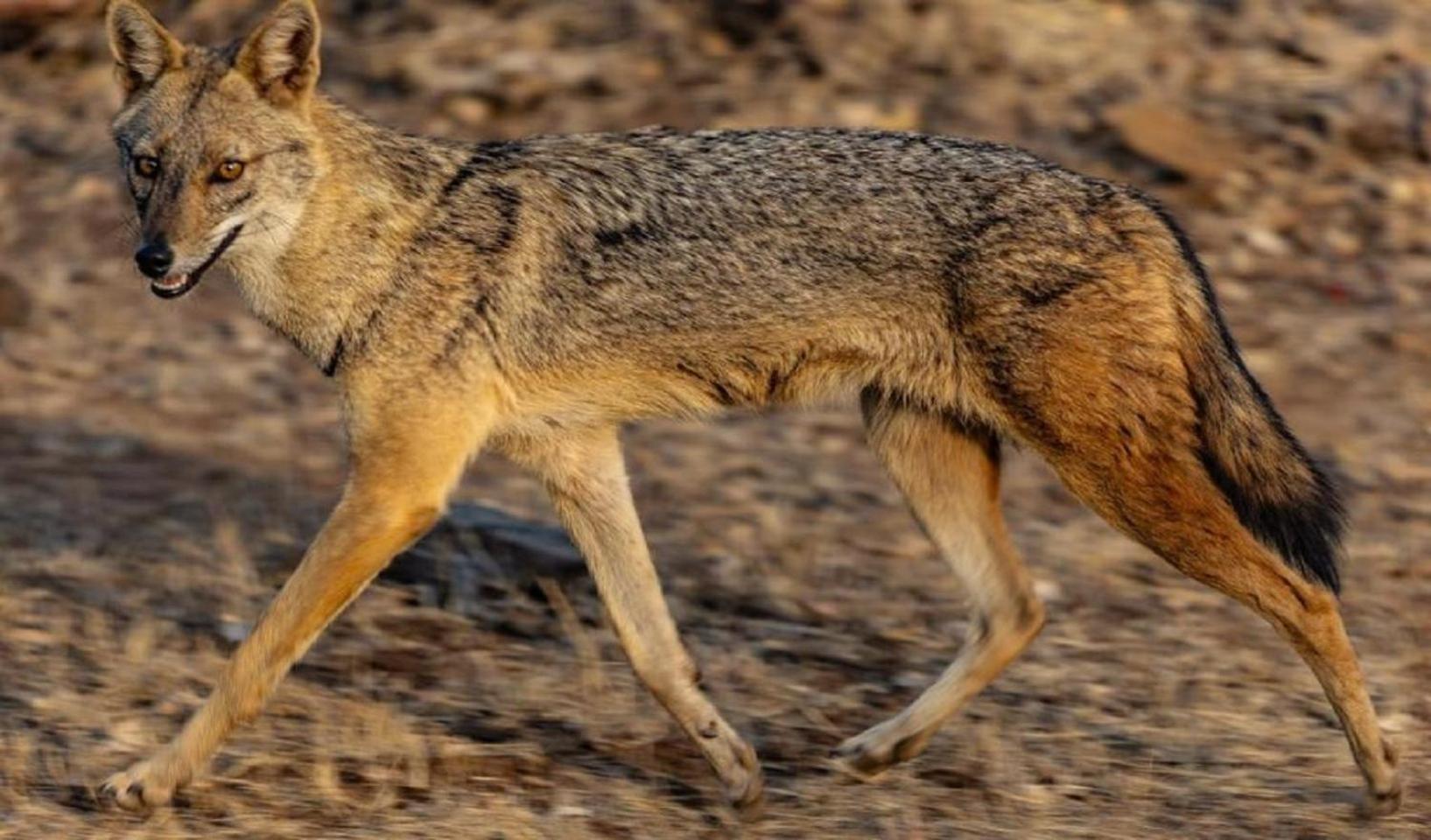 Gir Birding Lodge Sasan Gir Dış mekan fotoğraf