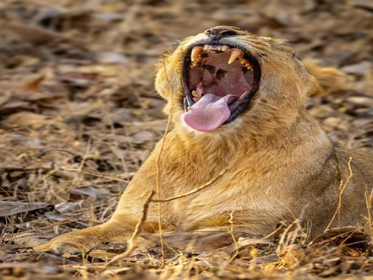 Gir Birding Lodge Sasan Gir Dış mekan fotoğraf