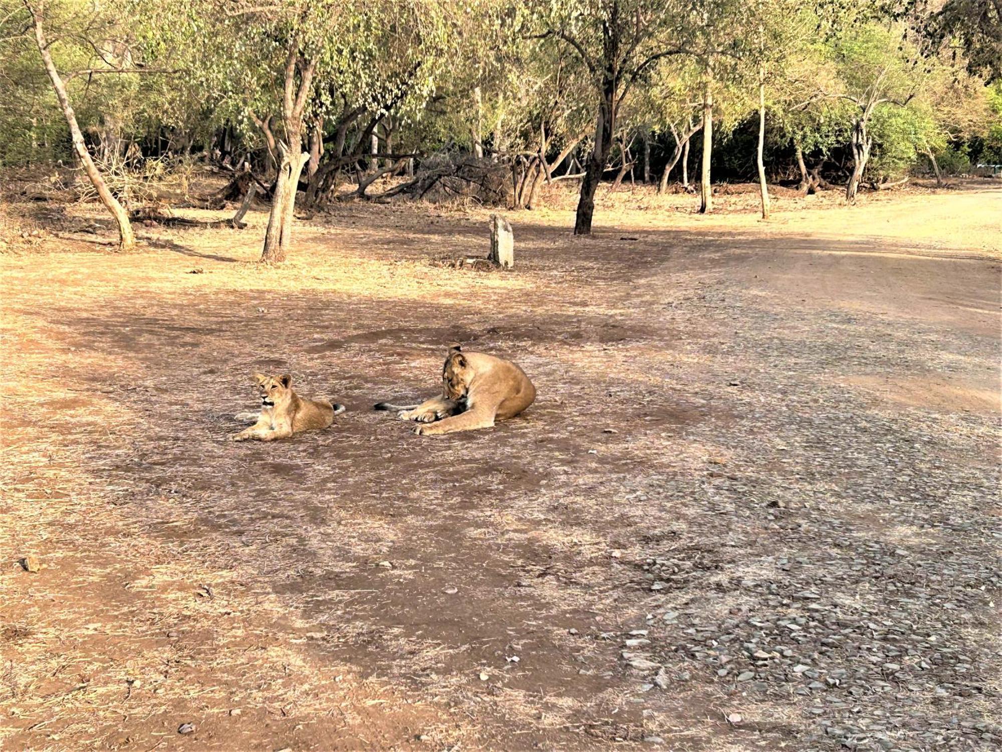 Gir Birding Lodge Sasan Gir Dış mekan fotoğraf